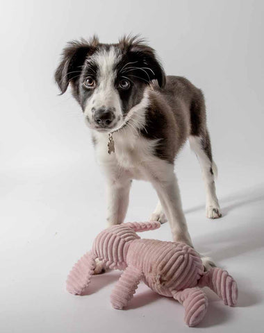 RJ Heald Photography